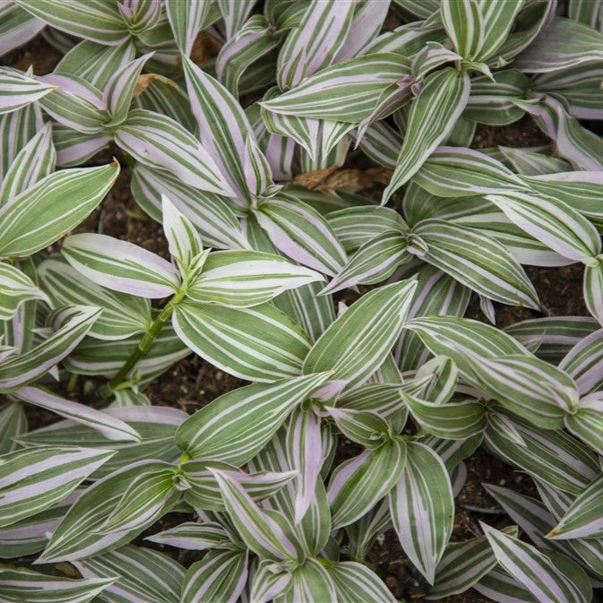Tradescantia zebrina Lollipop