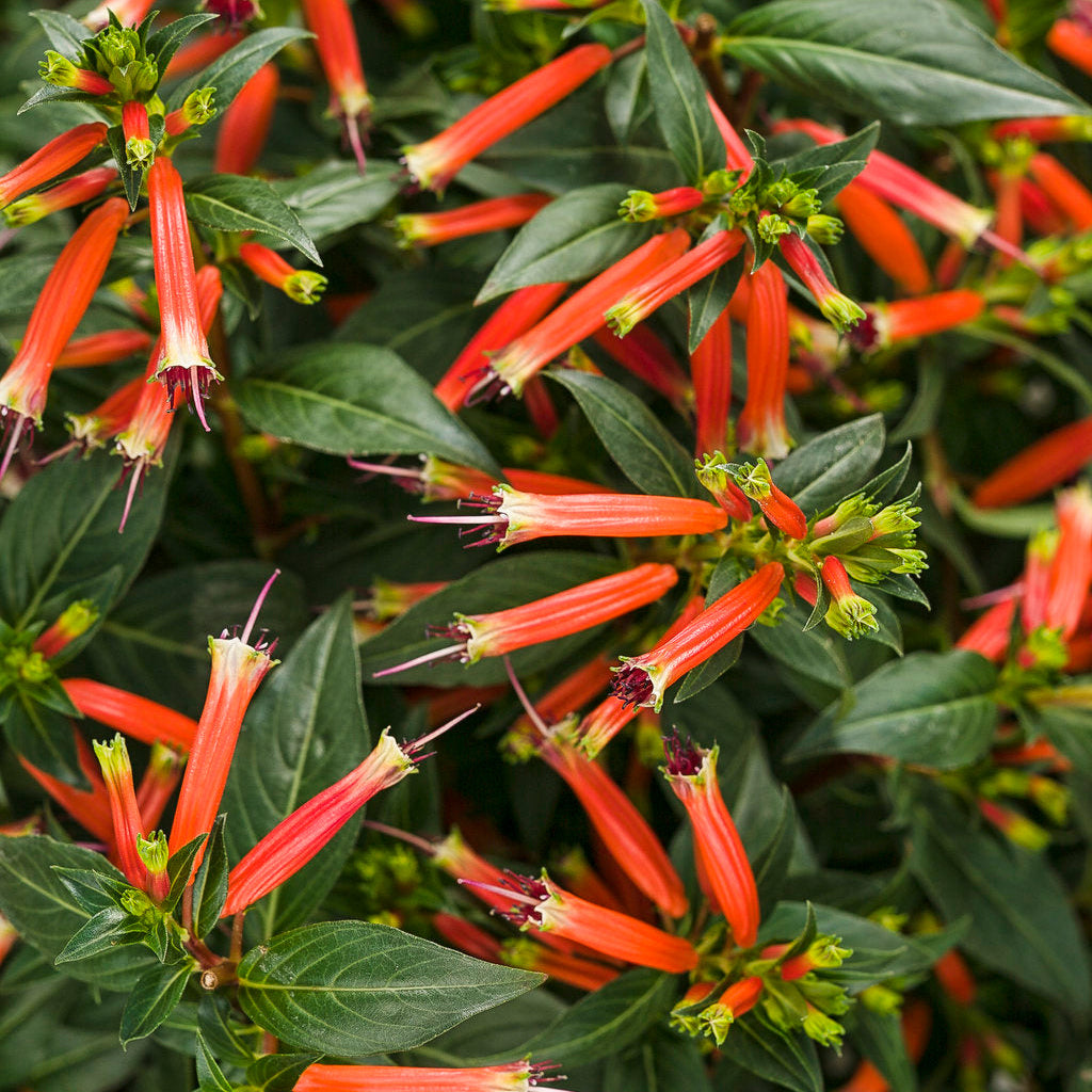 Cuphea Vermillionarie