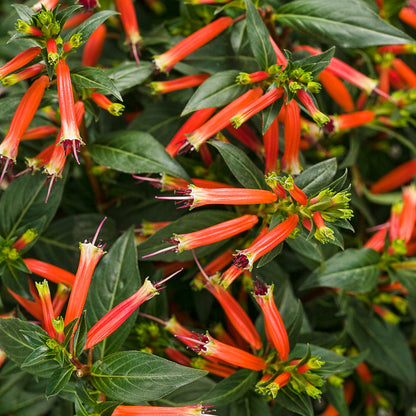 Cuphea Vermillionarie