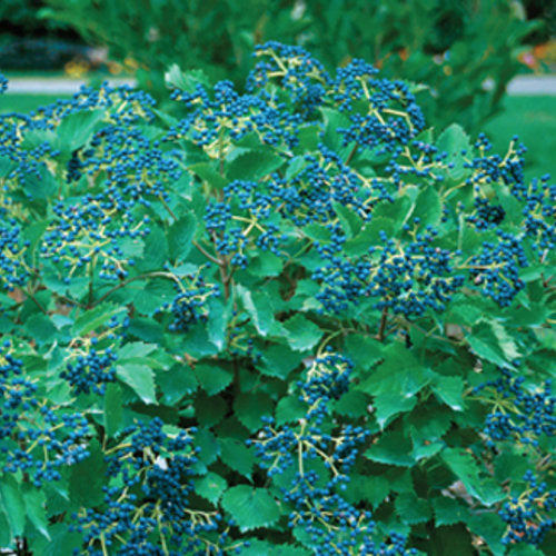 Viburnum Blue Muffin