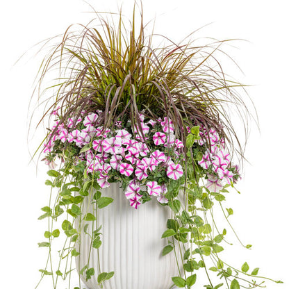 Vinca Variegata, Vinca Vine Accent Plant