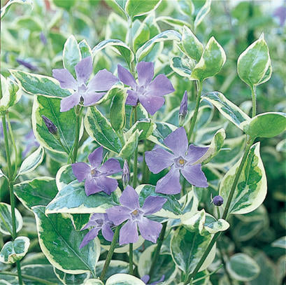 Vinca Variegata, Vinca Vine Accent Plant