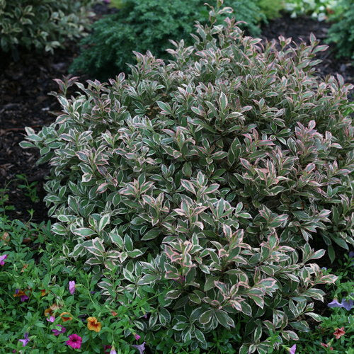 Weigela My Monet Purple Effect