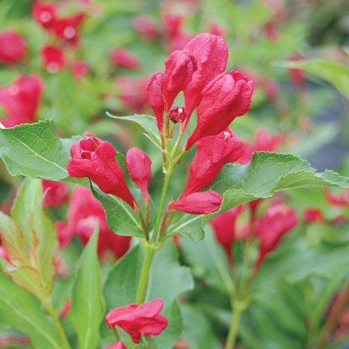 Weigela Sonic Bloom Red