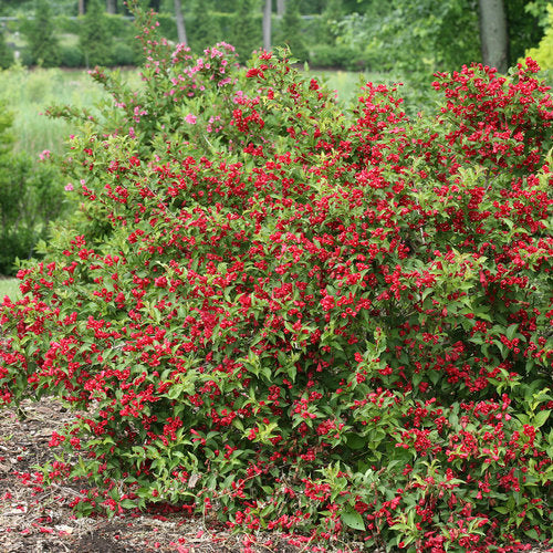 Weigela Sonic Bloom Red