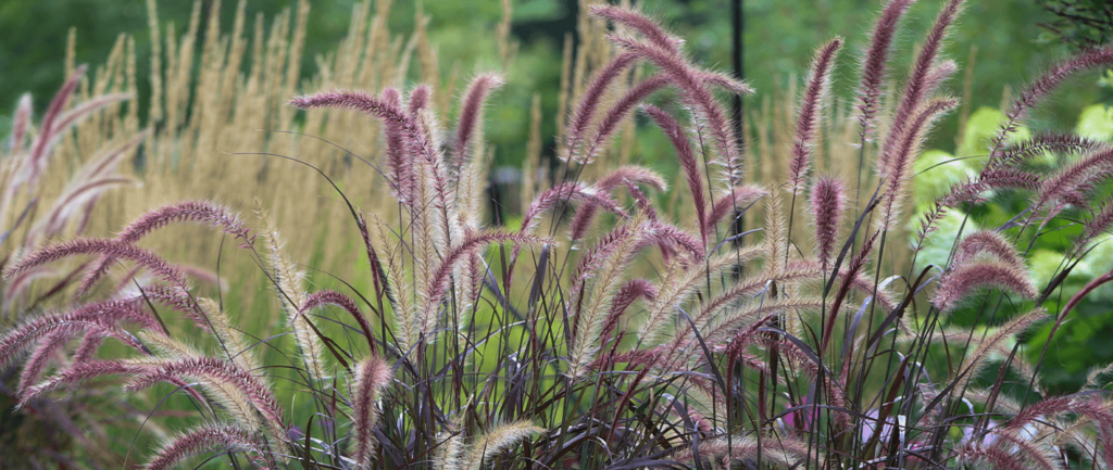 ornamental grass Blooms Greenhouse 