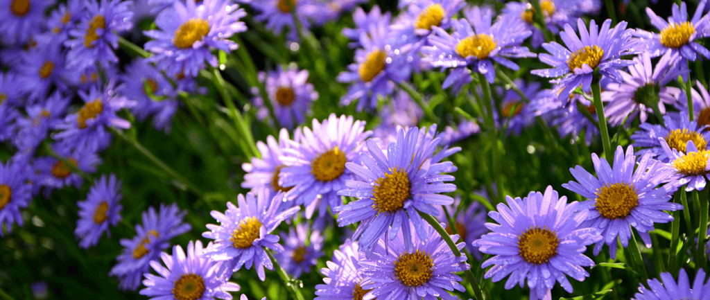 aster flowers Blooms Greenhouse 